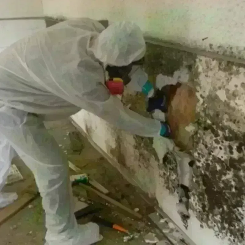 Mold Remediation and Removal in Greenwood, DE